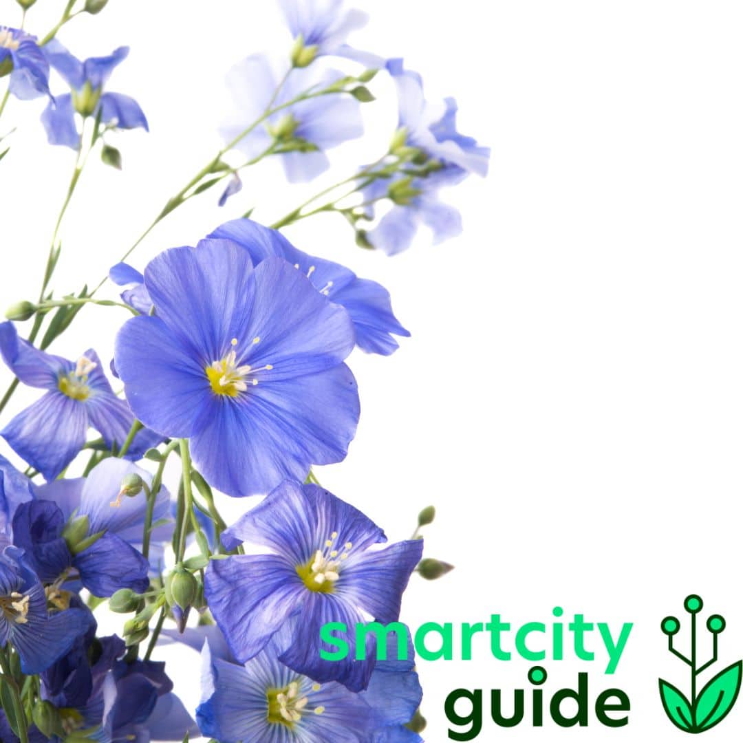 Blaue Blumen vor weißem Hintergrund mit grünem "smartcity guide"-Logo in der unteren rechten Ecke.