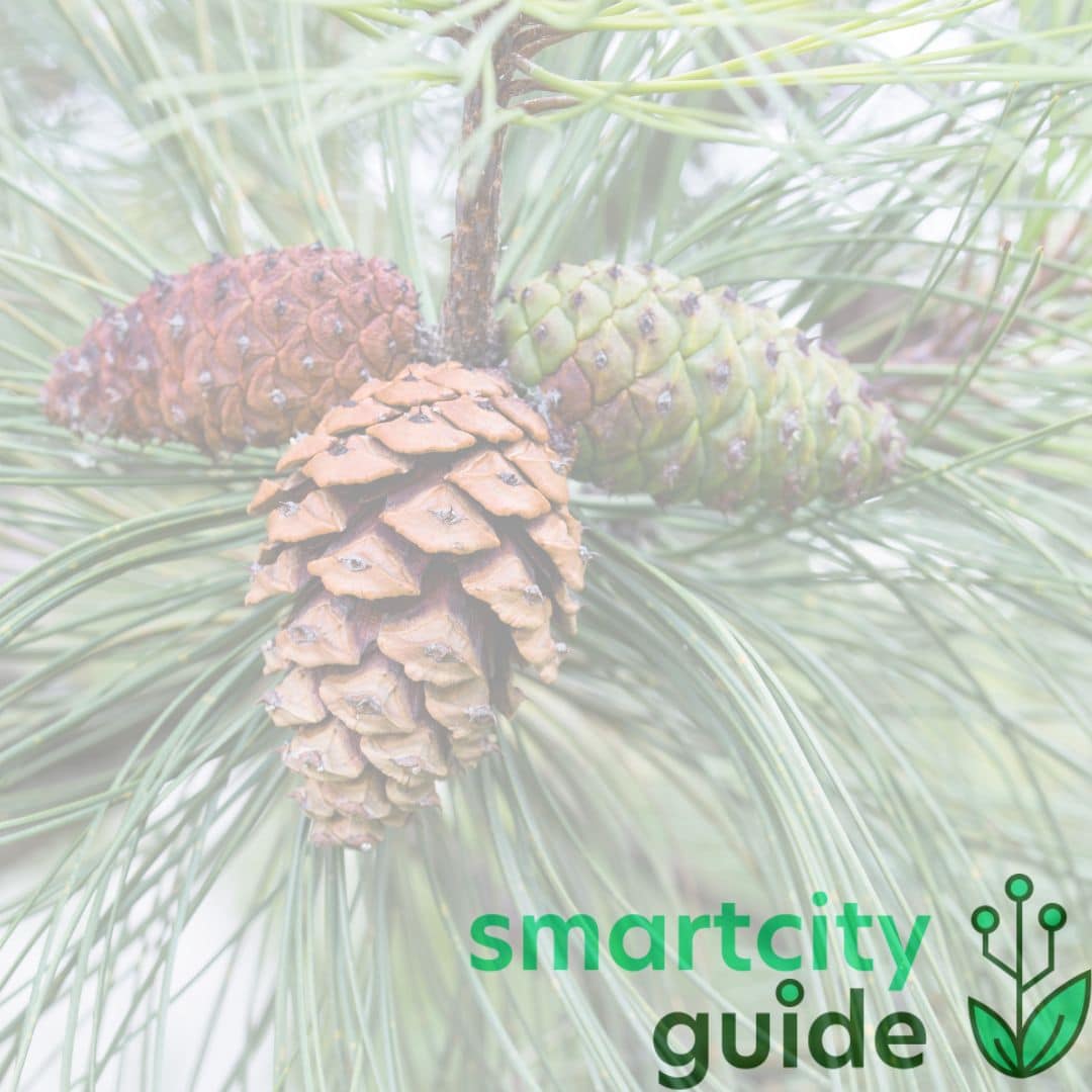 Kiefernzapfen an einem Nadelzweig mit dem Logo von "Smartcity Guide" in der unteren rechten Ecke.